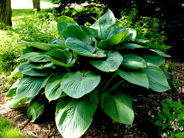 170620bbcut-blossom4