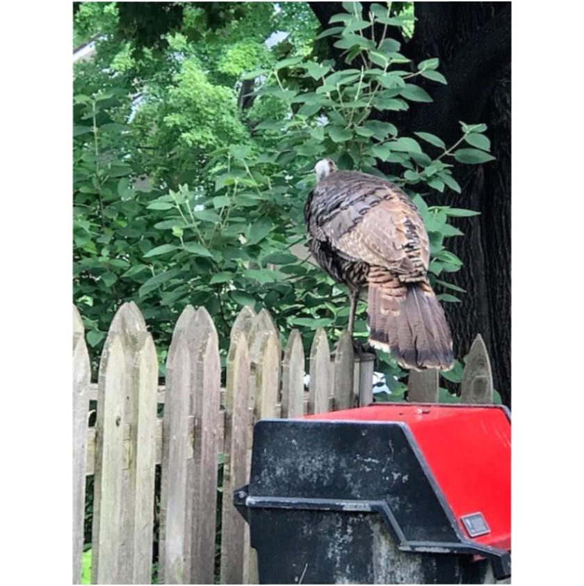 170620bbcut-turkeyongrill