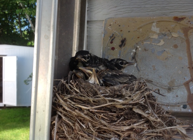 170627bbcut-babyrobins