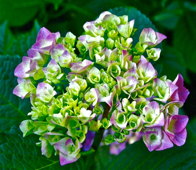 170708bbcut-hydrangea1