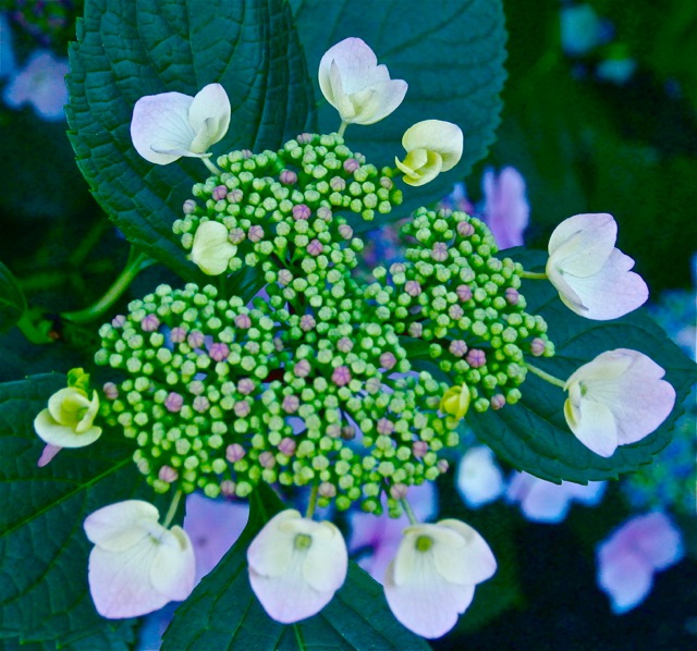 170708bbcut-hydrangea3
