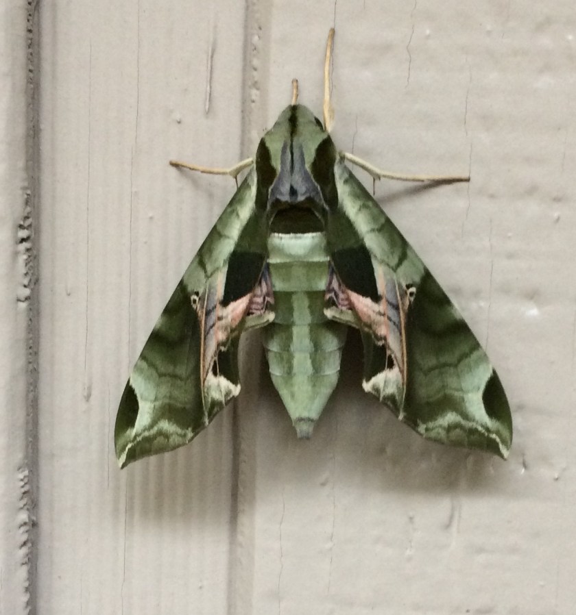 170711bbcut-sphinxmoth