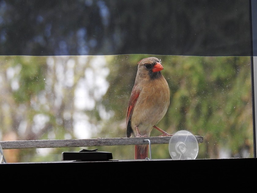 170718bbcut-cardinal1
