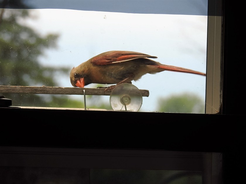 170718bbcut-cardinal2