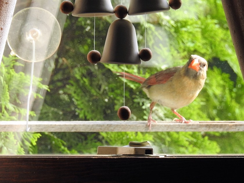 170718bbcut-cardinal3