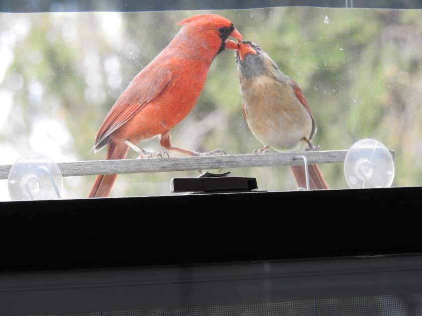 170718bbcut-cardinal4