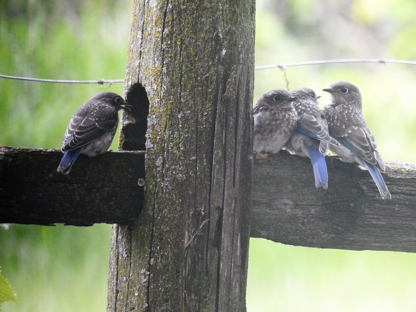 170719bbcut-bluebirds2