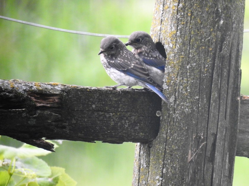 170719bbcut-bluebirds4