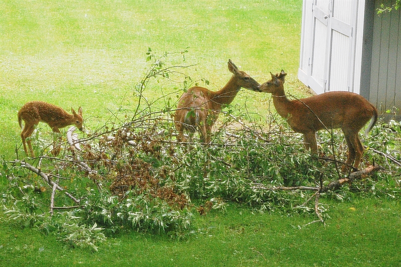 170721bbcut-deerfamily