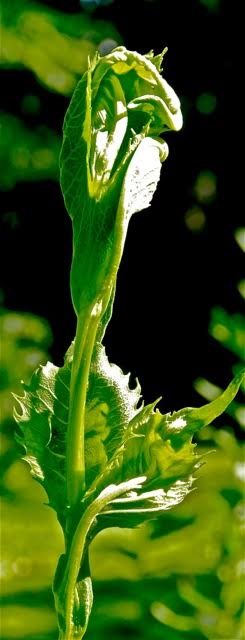 170721bbcut-mysteryphoto