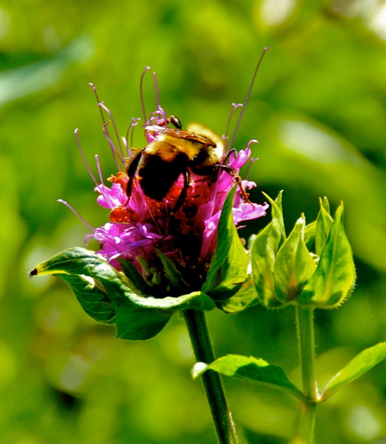 170725bbcut-compost4