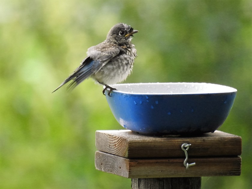 170727bbcut-bluebird1