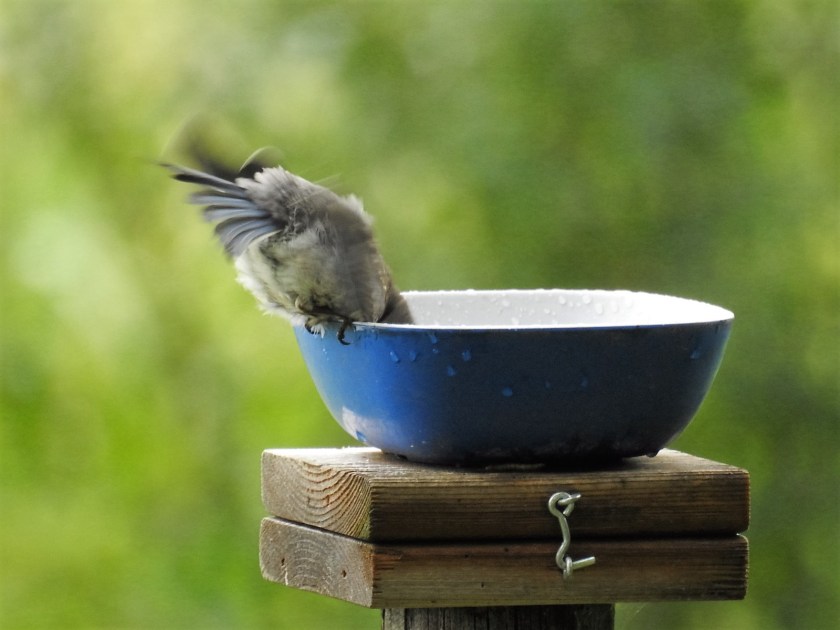 170727bbcut-bluebird3