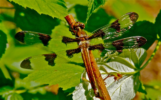 170731bbcut-gardenguest1