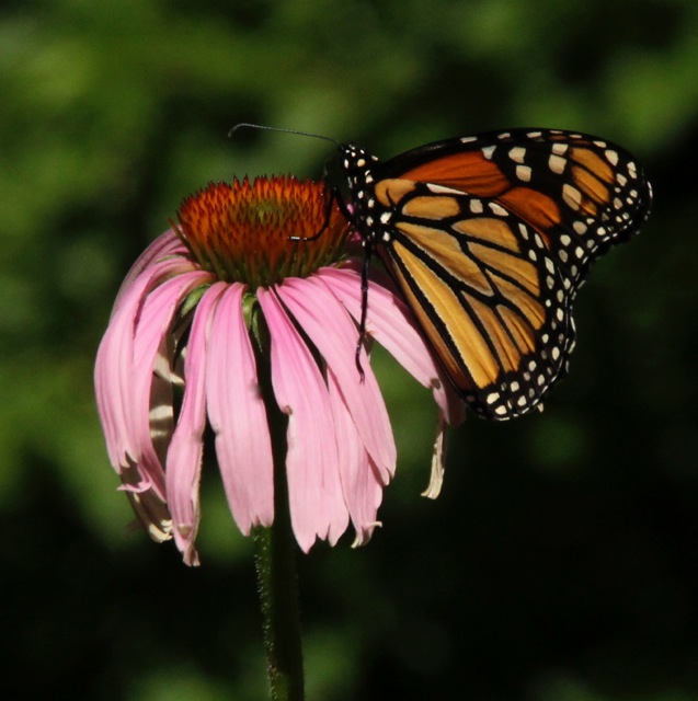 170731bbcut-gardenguest2