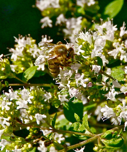 170731bbcut-gardenguest6