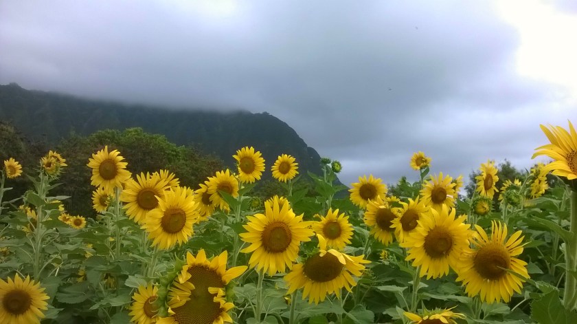 170803bbcut-sunflowers2