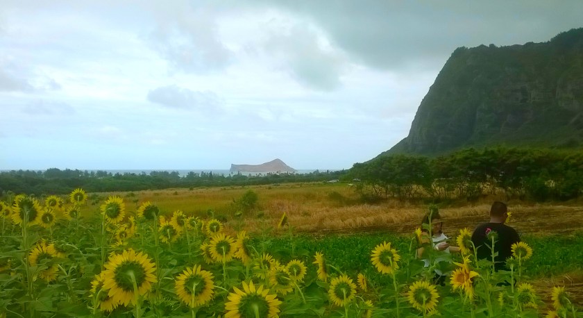 170803bbcut-sunflowers3