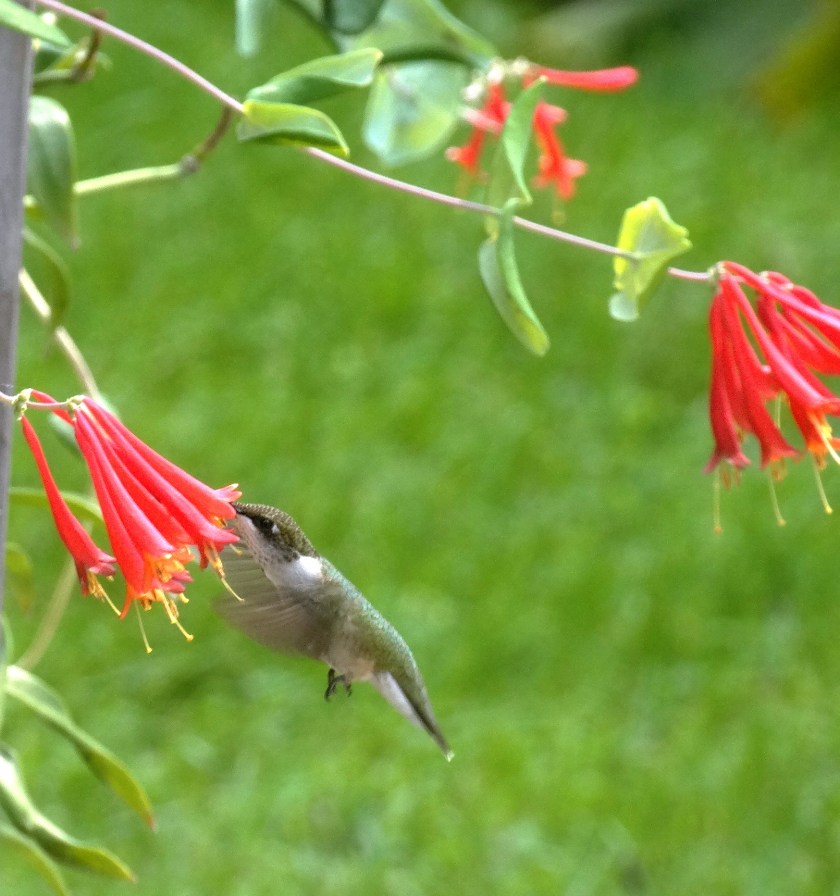 170807bbcut-hummingbird1