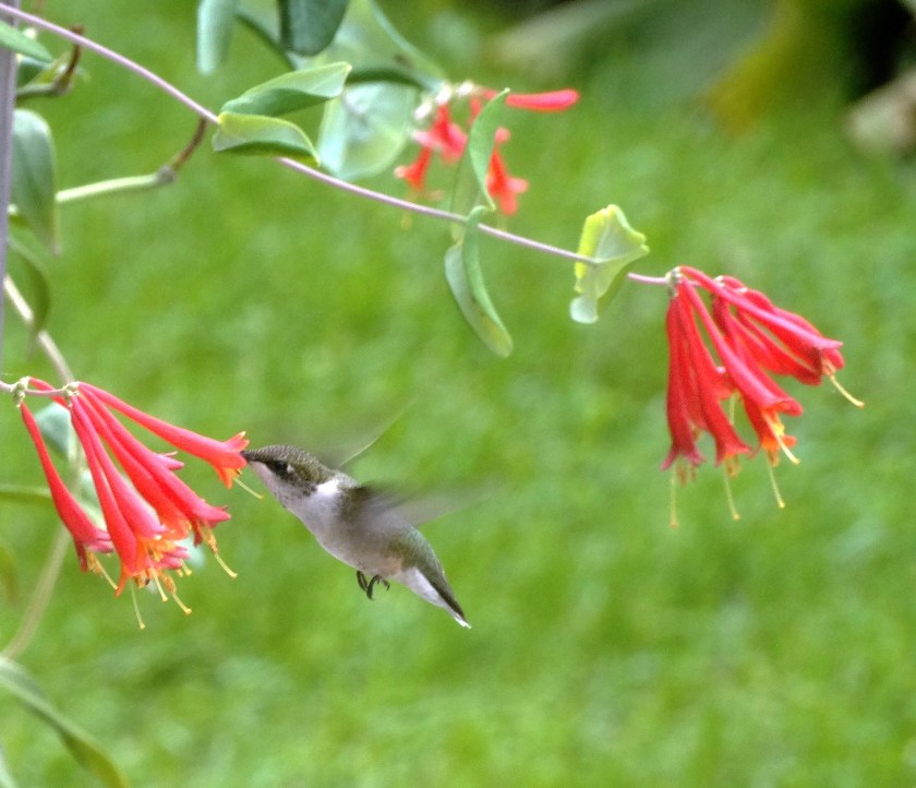 170807bbcut-hummingbird2