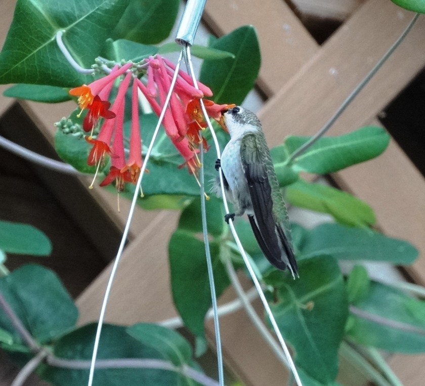 170807bbcut-hummingbird4