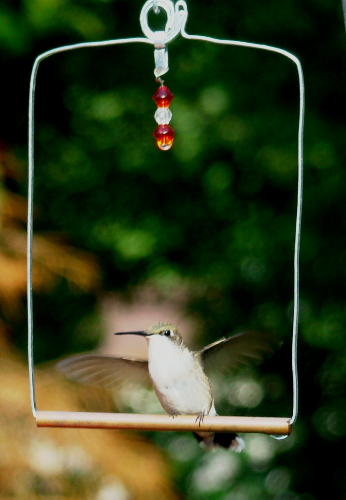 170807bbcut-hummingbird5