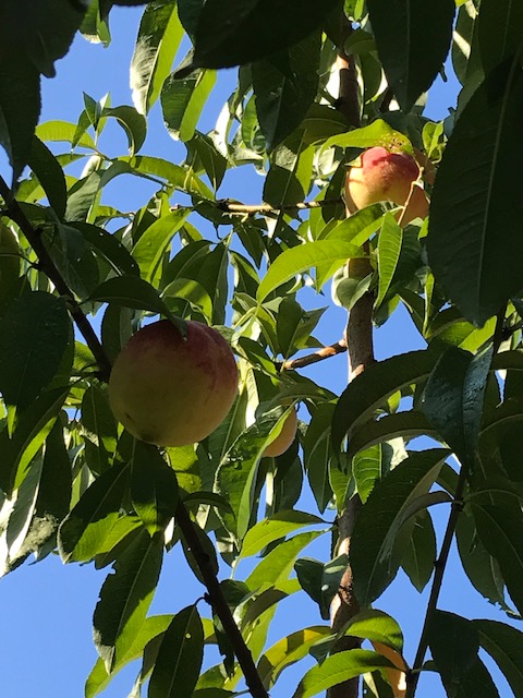 170808bbcut-weatherday1