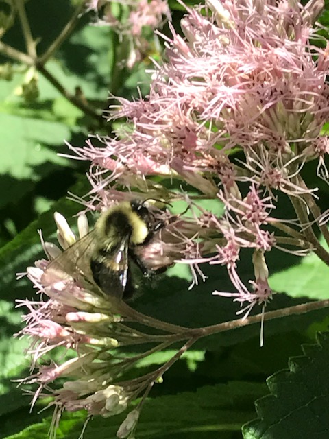 170808bbcut-weatherday3