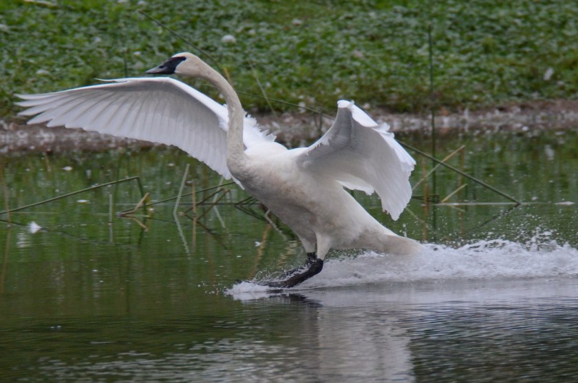 170816bbcut-trumpeter2