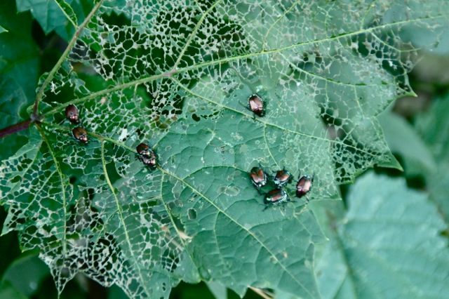 170817bbcut-japanesebeetle