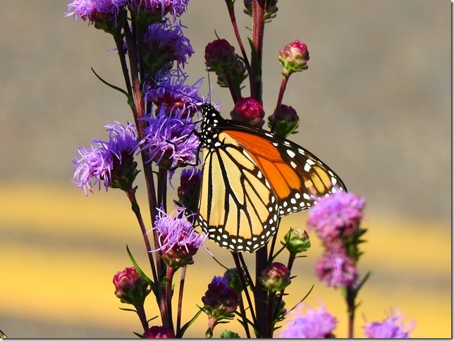 170821bbcut-monarch2