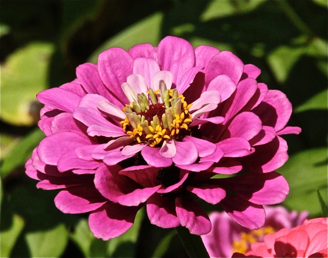 170822bbcut-zinnias2