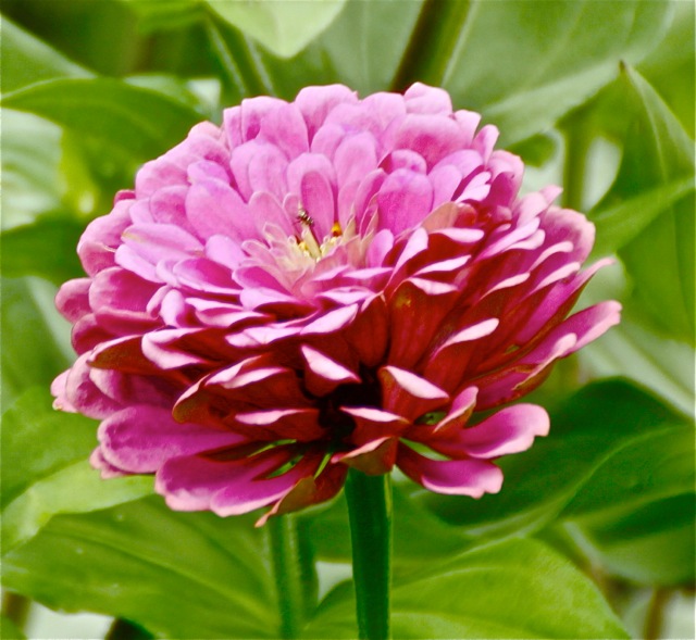 170822bbcut-zinnias3