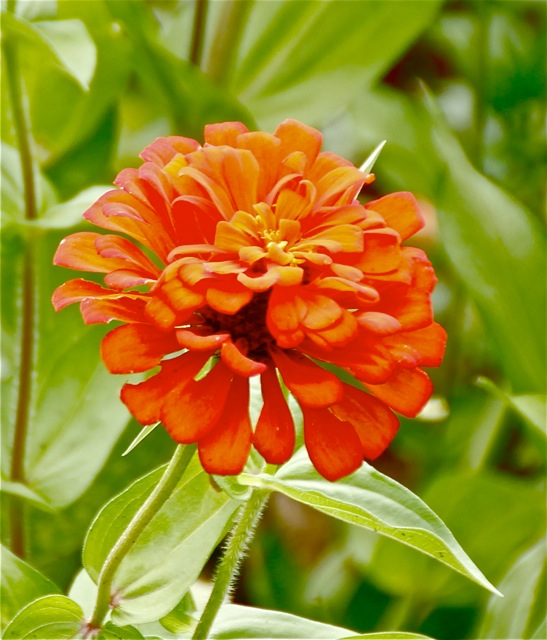 170822bbcut-zinnias4