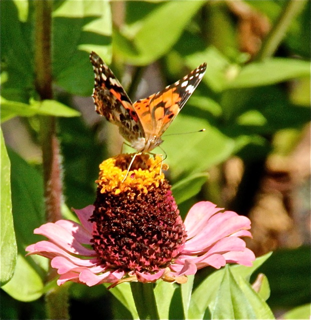 170822bbcut-zinnias7