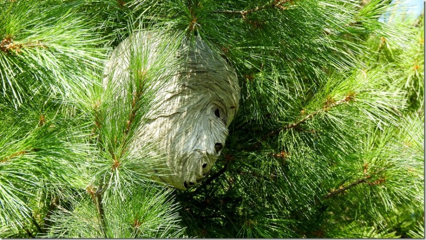 170823bbcut-mummyhead1