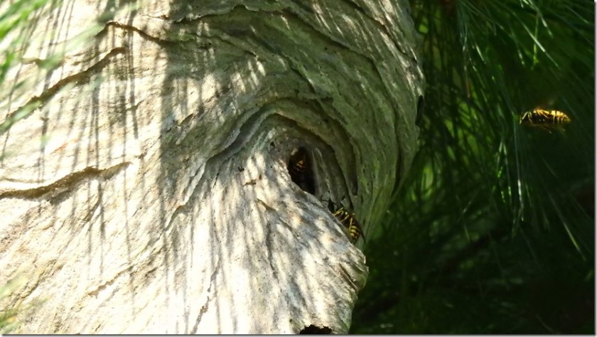 170823bbcut-mummyhead2