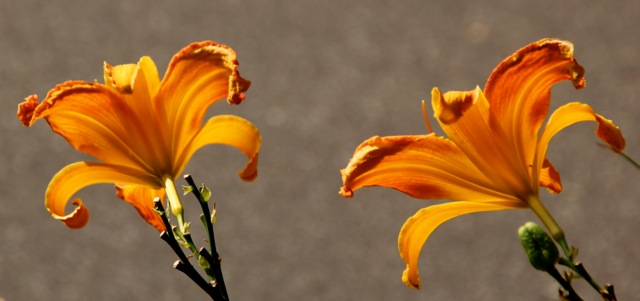 170829bbcut-dflowers5