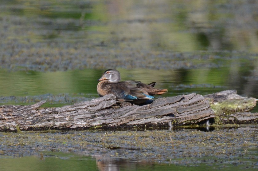 170829bbcut-woodduck1