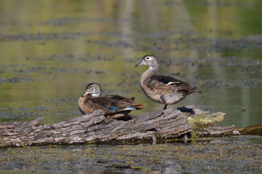 170829bbcut-woodduck2