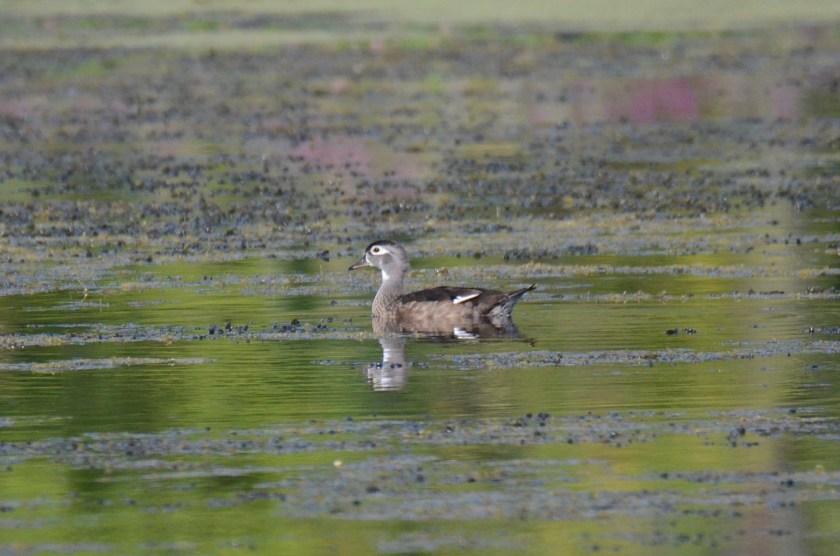170829bbcut-woodduck3