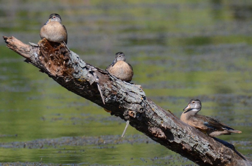 170829bbcut-woodduck4