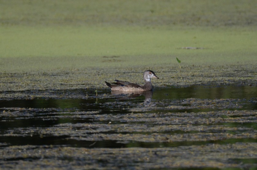 170829bbcut-woodduck5