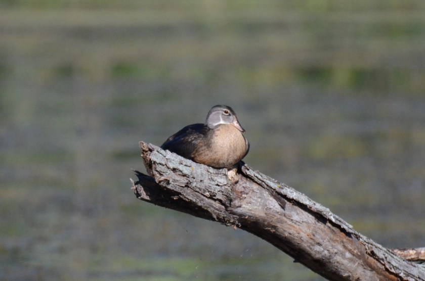 170829bbcut-woodduck6