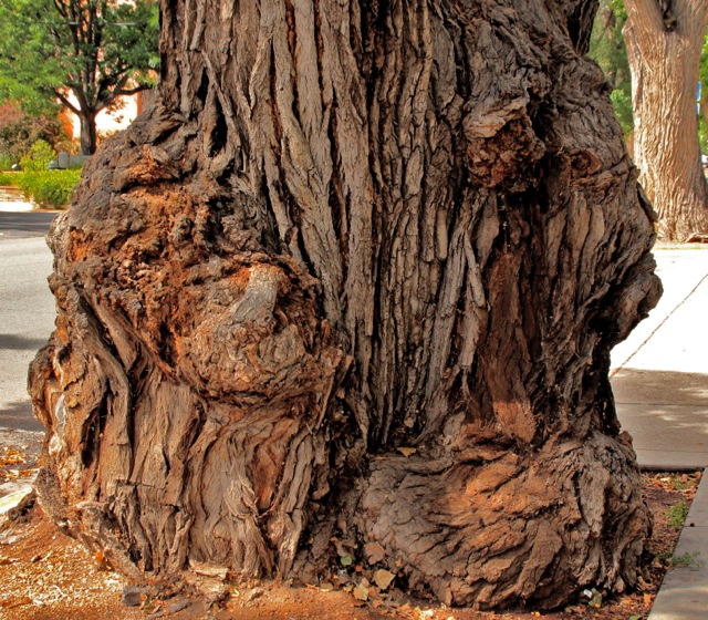 170901bbcut-cottonwood1