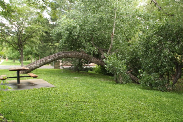 170901bbcut-cottonwood3