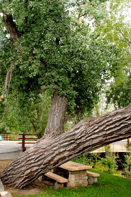 170901bbcut-cottonwood4