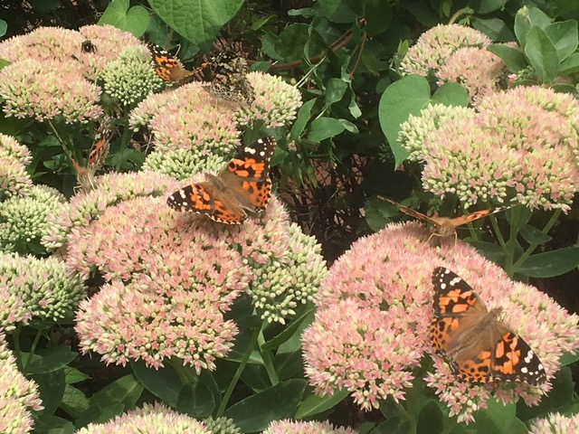 170911bbcut-paintedlady2