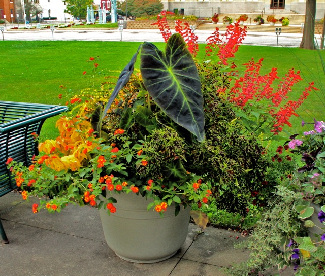 170913bbcut-kalamazoo3