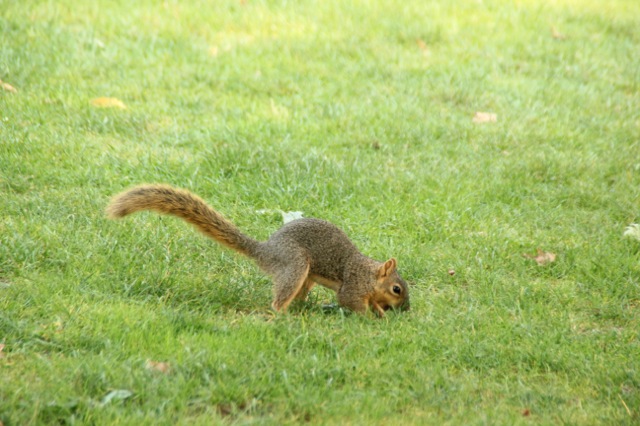 170913bbcut-kalamazoo7